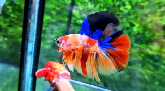 Halfmoon Male - BHS50211