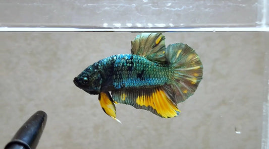 Giant Yellow Copper HMPK Male BGB41108