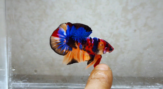 Multicolor HMPK Male -BH21111