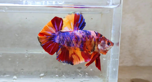 Giant Multicolor HMPK Male - BGB41112