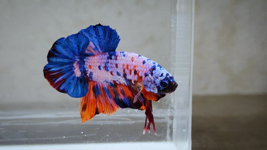 Multicolor HMPK Male -BH21103