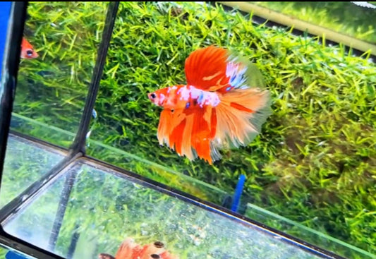 Halfmoon Male - BHM59012