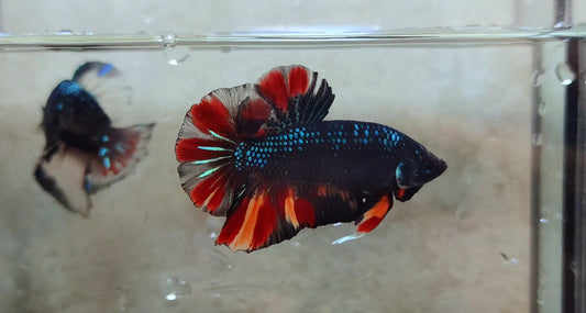 Giant Black Variant HMPK Male - BIF40209