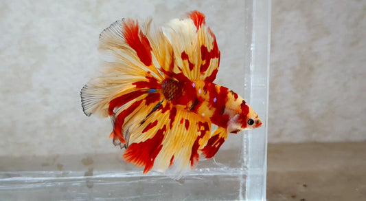 Halfmoon Male - BHM51101