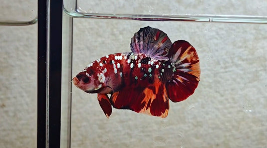 Multicolor HMPK (Male) -BIF20215