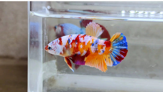 Multicolor HMPK Female - BH21129f