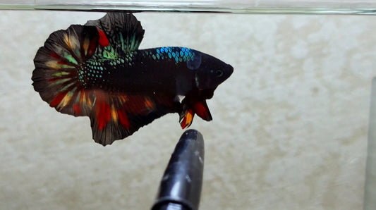 Giant Black Variant HMPK Male - BIF40210