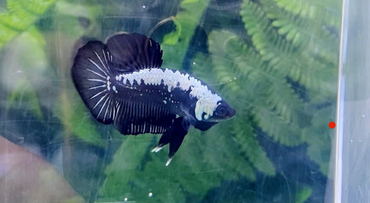 Black Samurai HMPK Male - BH26907