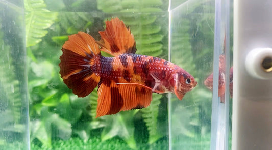 Giant Multicolor HMPK Male BGB49902