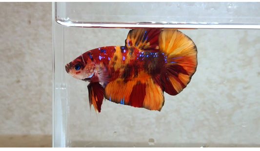 Giant Nemo Multicolor HMPK Male - BGB41113