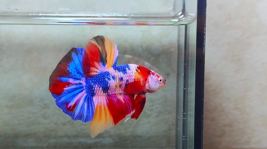 Giant Multicolor HMPK Male - BIF40229