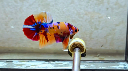 Multicolor HMPK (Male) -BIF20213