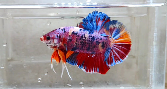 Giant Multicolor HMPK Male - BGB41115