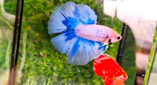 Halfmoon Male - BHS50219
