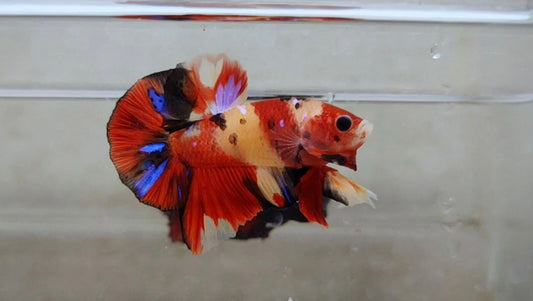 Multicolor Nemo HMPK Male - BH262002