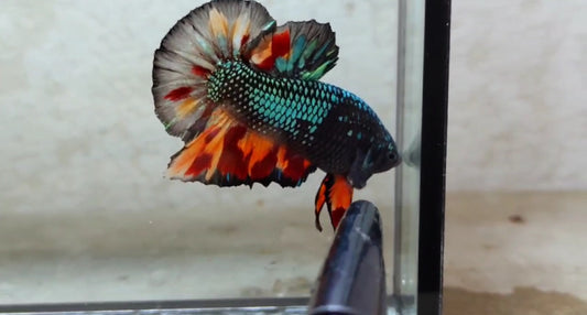 Giant Black Variant HMPK Male - BIF40201