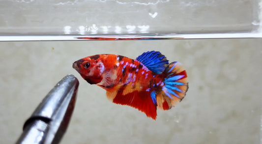 Multicolor HMPK Female - BH21108f