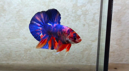 Giant Multicolor HMPK Male - BIF40228