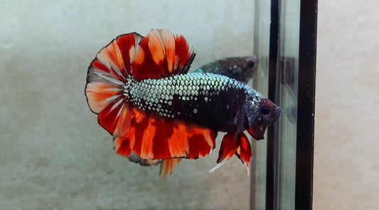 Giant Black Variant HMPK Male - BIF40207