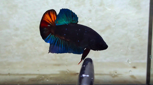 Black Star Avatar HMPK (Male) -BIF20210