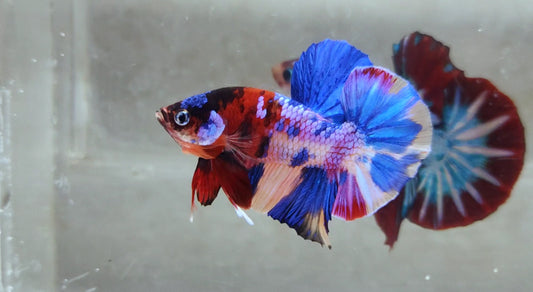 Multicolor HMPK Male (unique) -BH21102