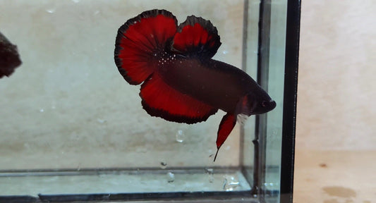 Giant Black Vampire HMPK Male - BIF40203