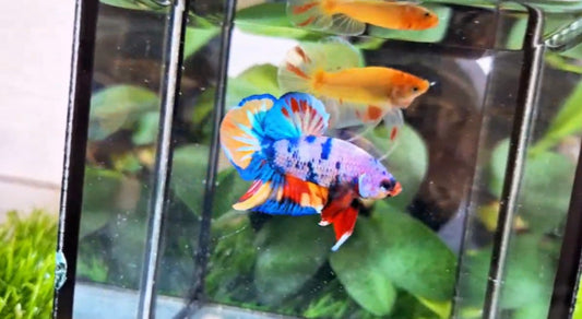 Candy Multicolor HMPK Male - BH59008 (Show)