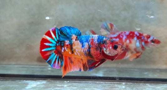 Giant Multicolor HMPK (Female) BIF40215f