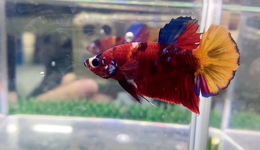 Nemo HMPK Male - BH25911