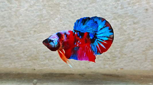 Multicolor HMPK (Male) -BIF20214