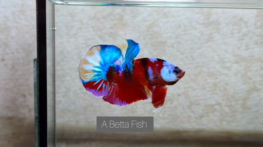 Multicolor HMPK (Male) -BIF20205