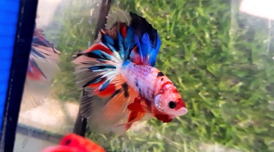 Halfmoon Male - BHS50207