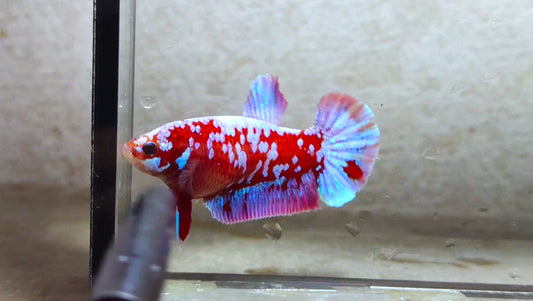 Purple Galaxy HMPK (Junior Giant) Female - BIF40225f
