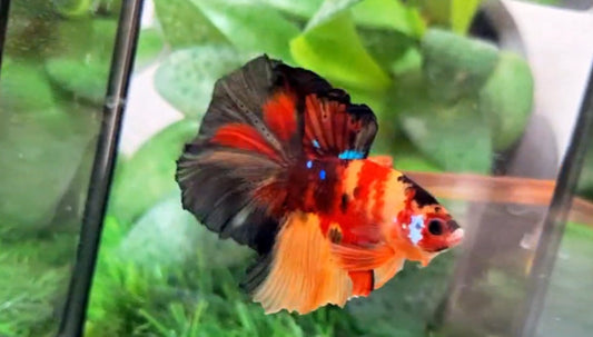 Halfmoon Male - BHS50227