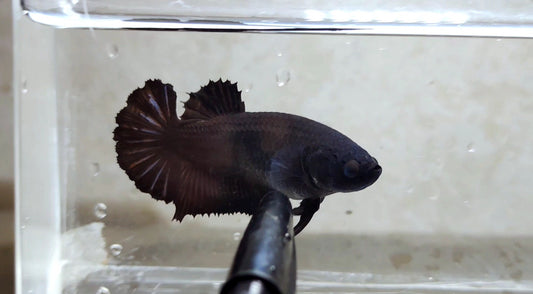 Giant Black HMPK Female (rare) - BGB41117f