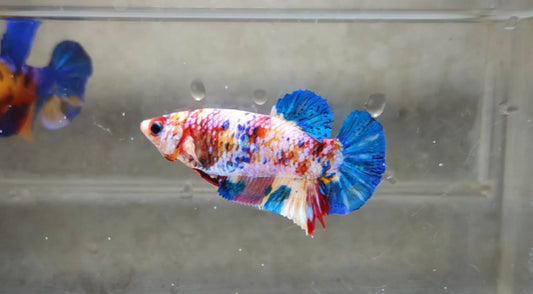 Multicolor Candy HMPK Female - BH21106F