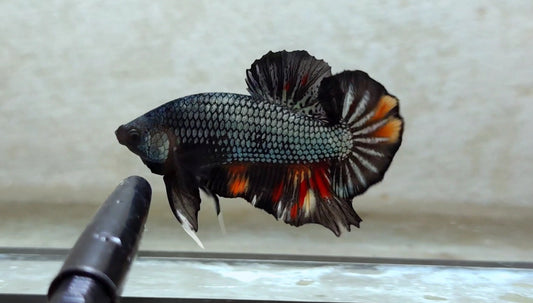 Giant Black Variant HMPK Male - BIF40202