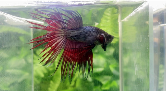 Black Copper Crown Tail  Male - BCT69903