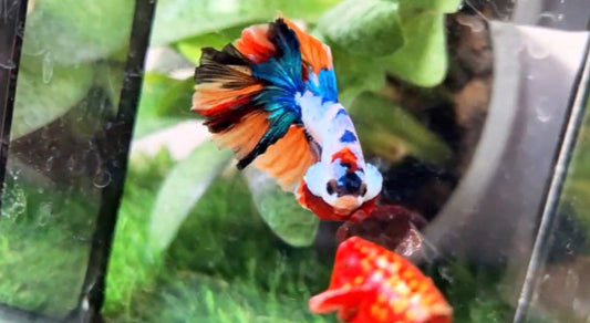 Halfmoon Male - BHS50230