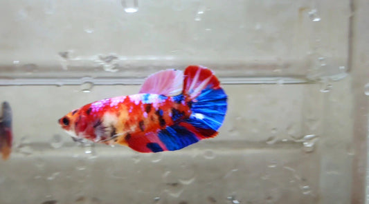 Multicolor HMPK Female - BH21125f