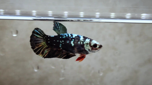 Black Star Avatar HMPK Female - BH20104F