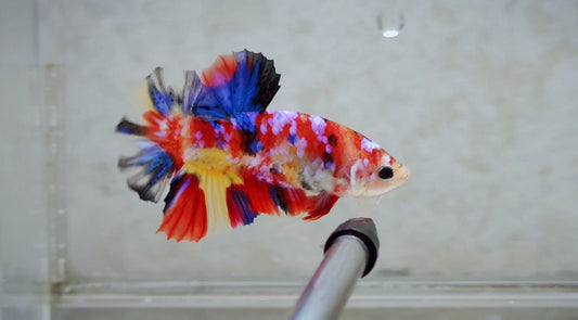 Multicolor HMPK Male - BH262005