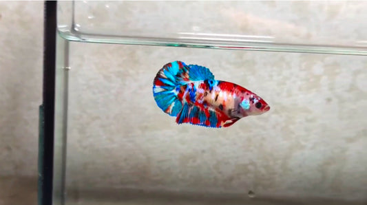 Multicolor HMPK Female - BIF20203f