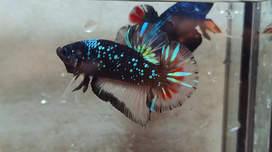 Giant Black Variant HMPK Male - BIF40211