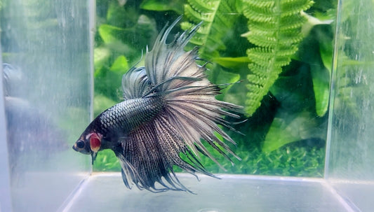 Black Copper Crown Tail  Male - BCT69902