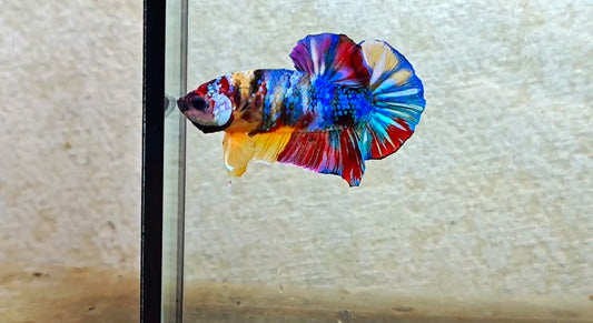 Multicolor HMPK (Male) -BIF20203