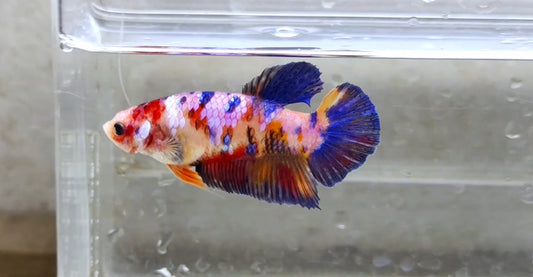 Giant Multicolor Galaxy HMPK Female- BGB41107f