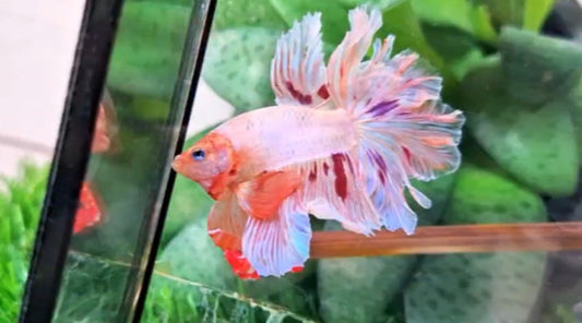 Halfmoon Male - BHS50229
