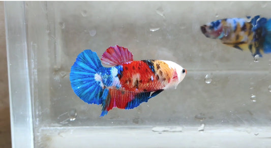 Giant Multicolor Galaxy HMPK Female BGB41116f