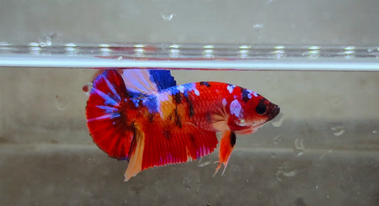 Giant Multicolor HMPK Female BGB40103f